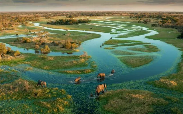 Channels of the Okavango