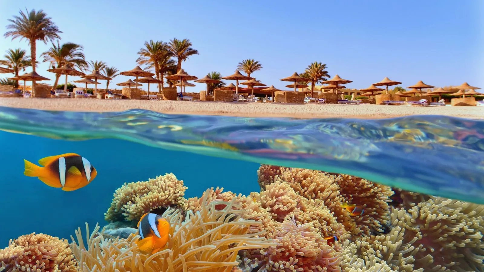 Red Sea coral reefs