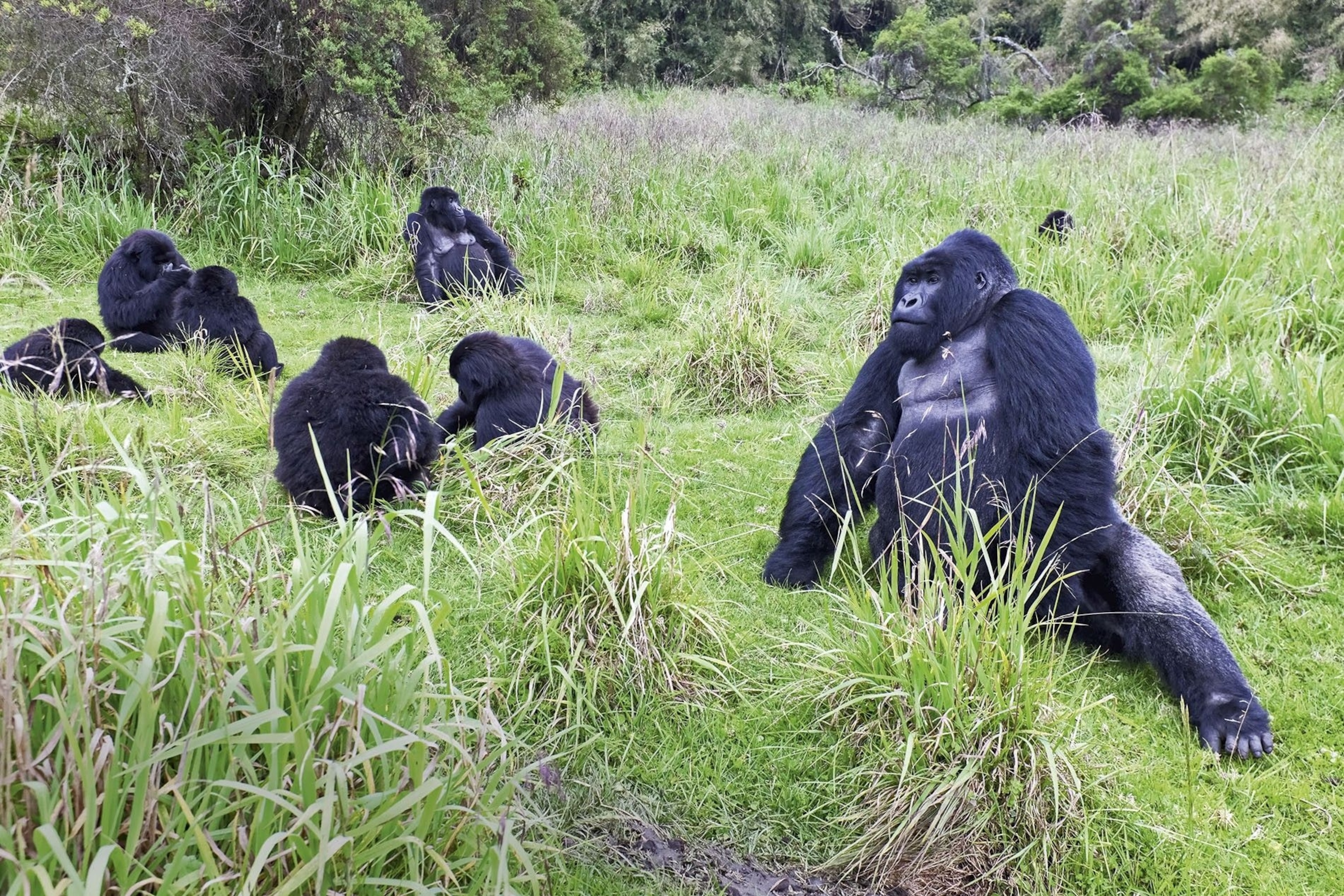 Rwanda safari — The land of a thousand hills — home of the mountain gorilla