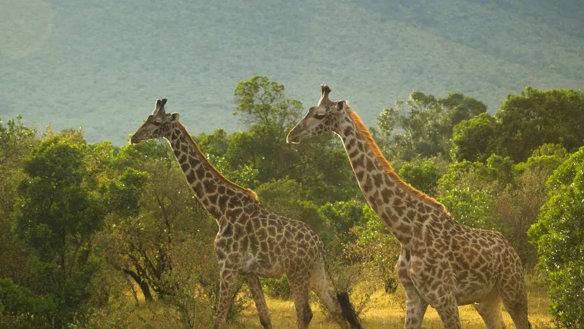 Arusha to Tarangire