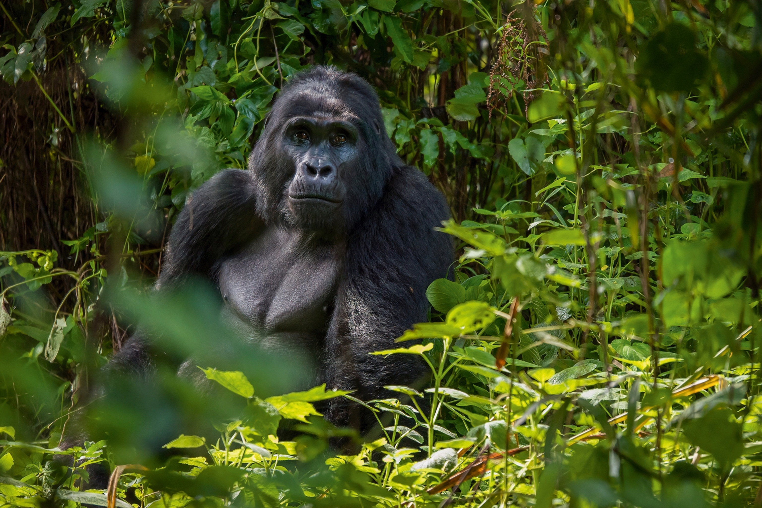 Uganda safari — The Pearl of Africa — gorillas, chimps, tree-climbing lions & the source of the Nile