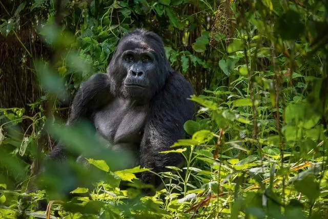 Uganda Bwindi Gorilla Trekking — Budget-Friendly — Bwindi, Uganda