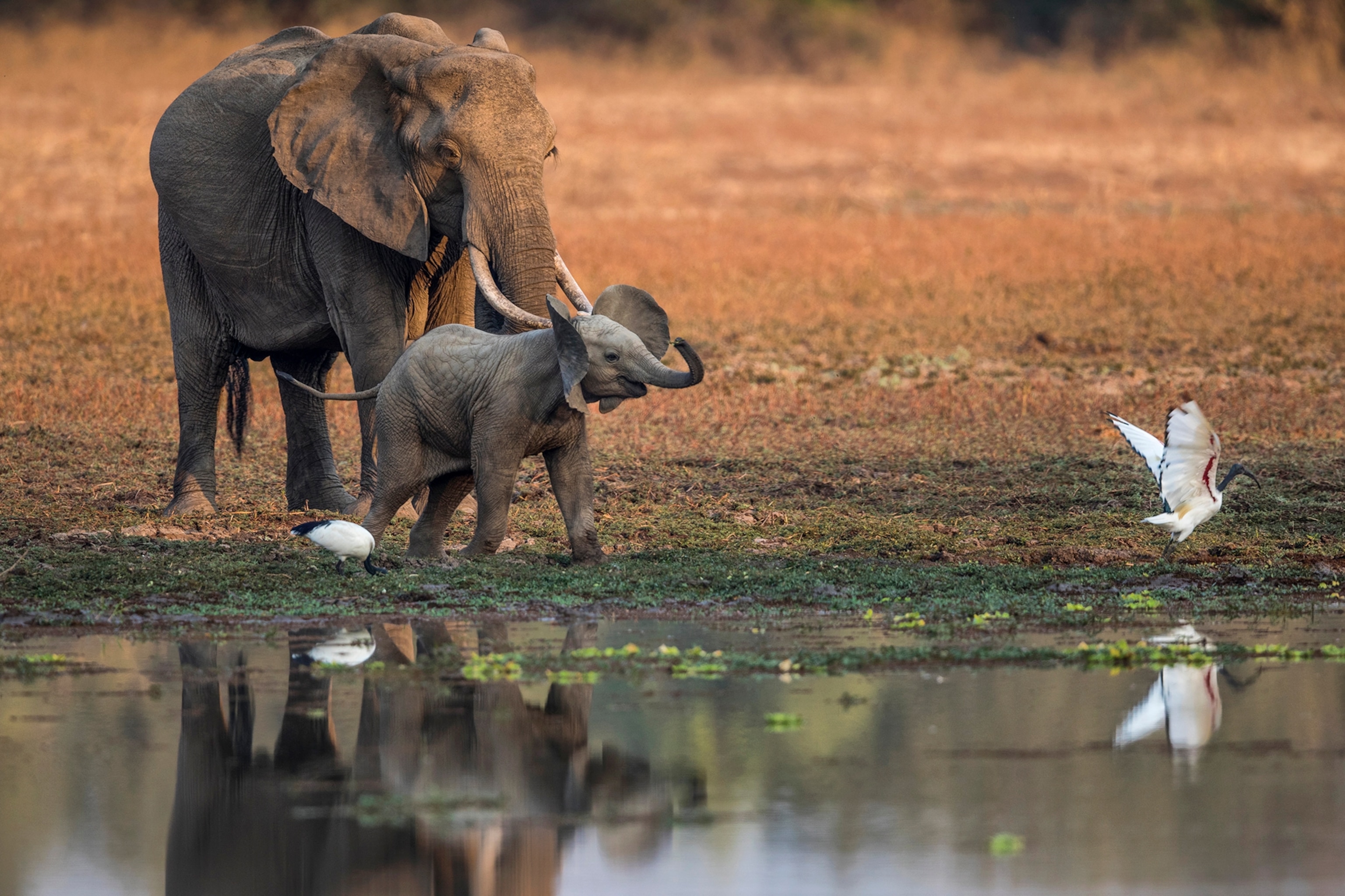 Zambia safari — The real Africa — walking safaris, wild rivers & the Zambian side of Victoria Falls