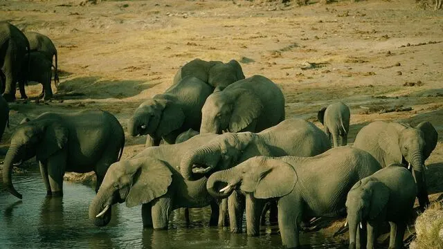 Hwange National Park Elephant Safari — Hwange, Zimbabwe