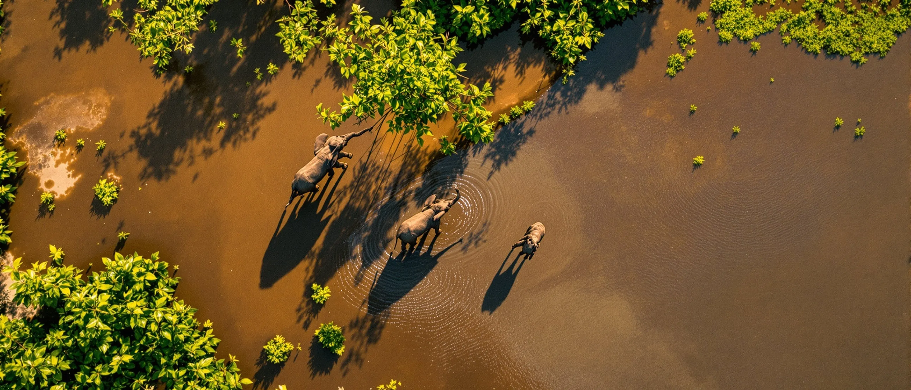 Elephants from above