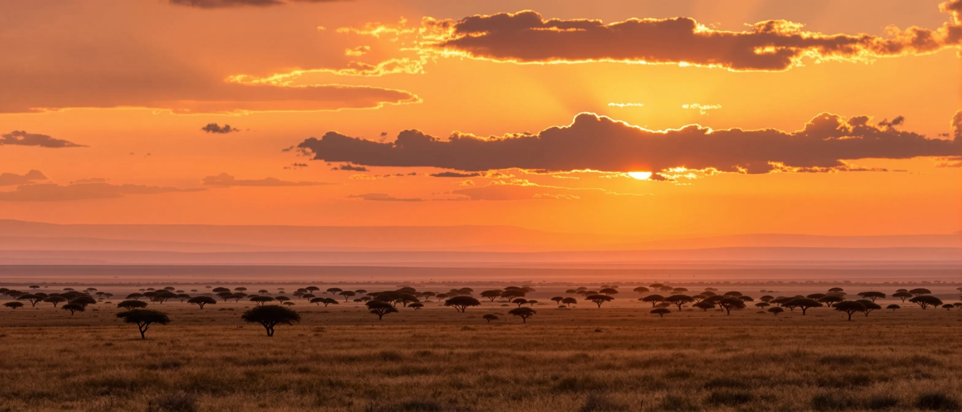 Sweeping African savanna sunset with acacia tree silhouettes