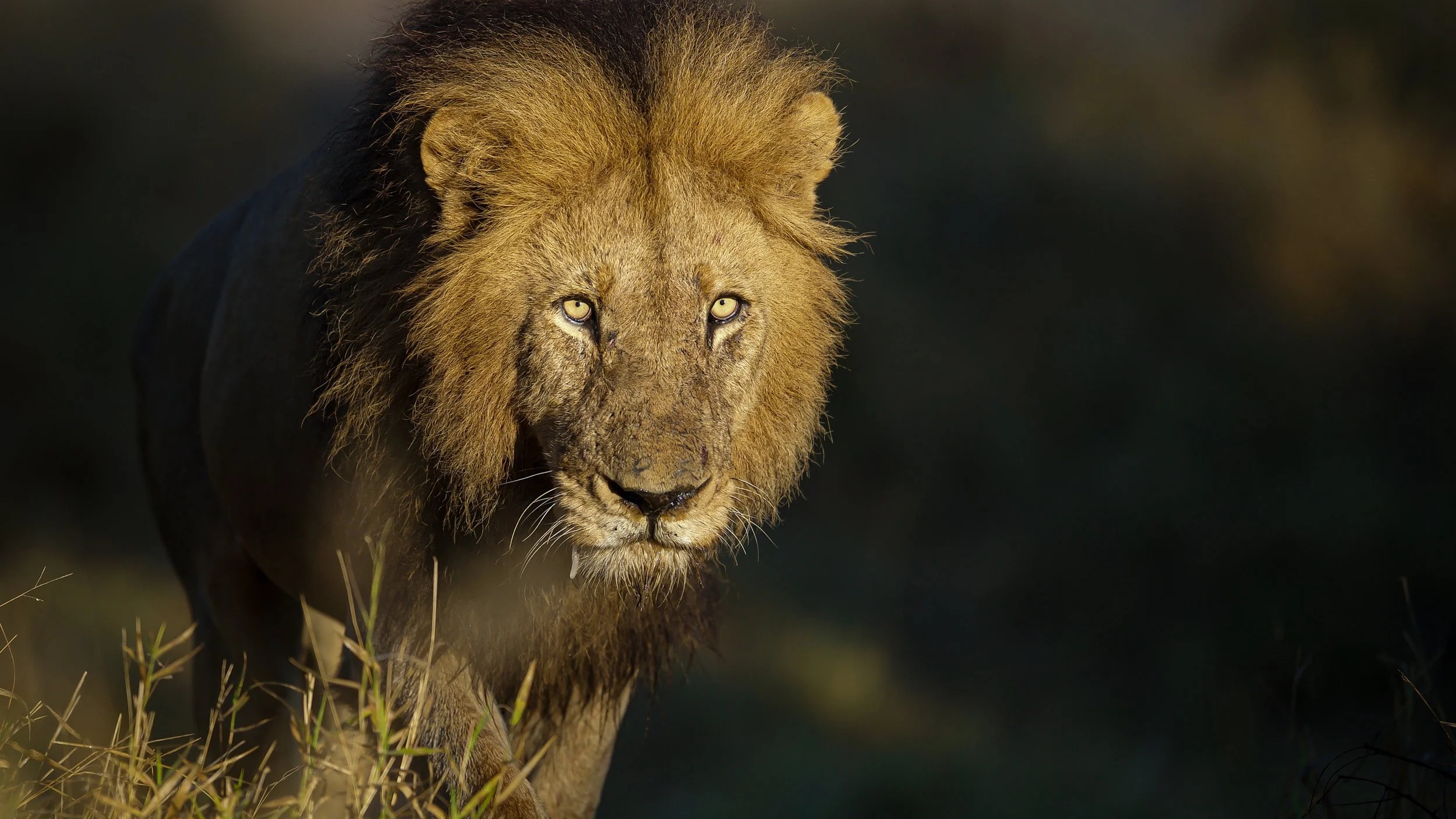 Big Five Safari - Kruger, Sabi Sands & Beyond