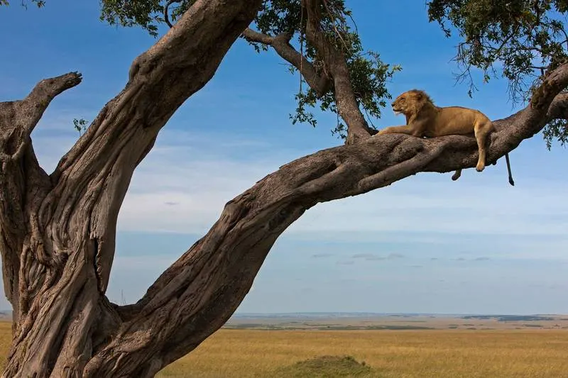 Big Five Safari