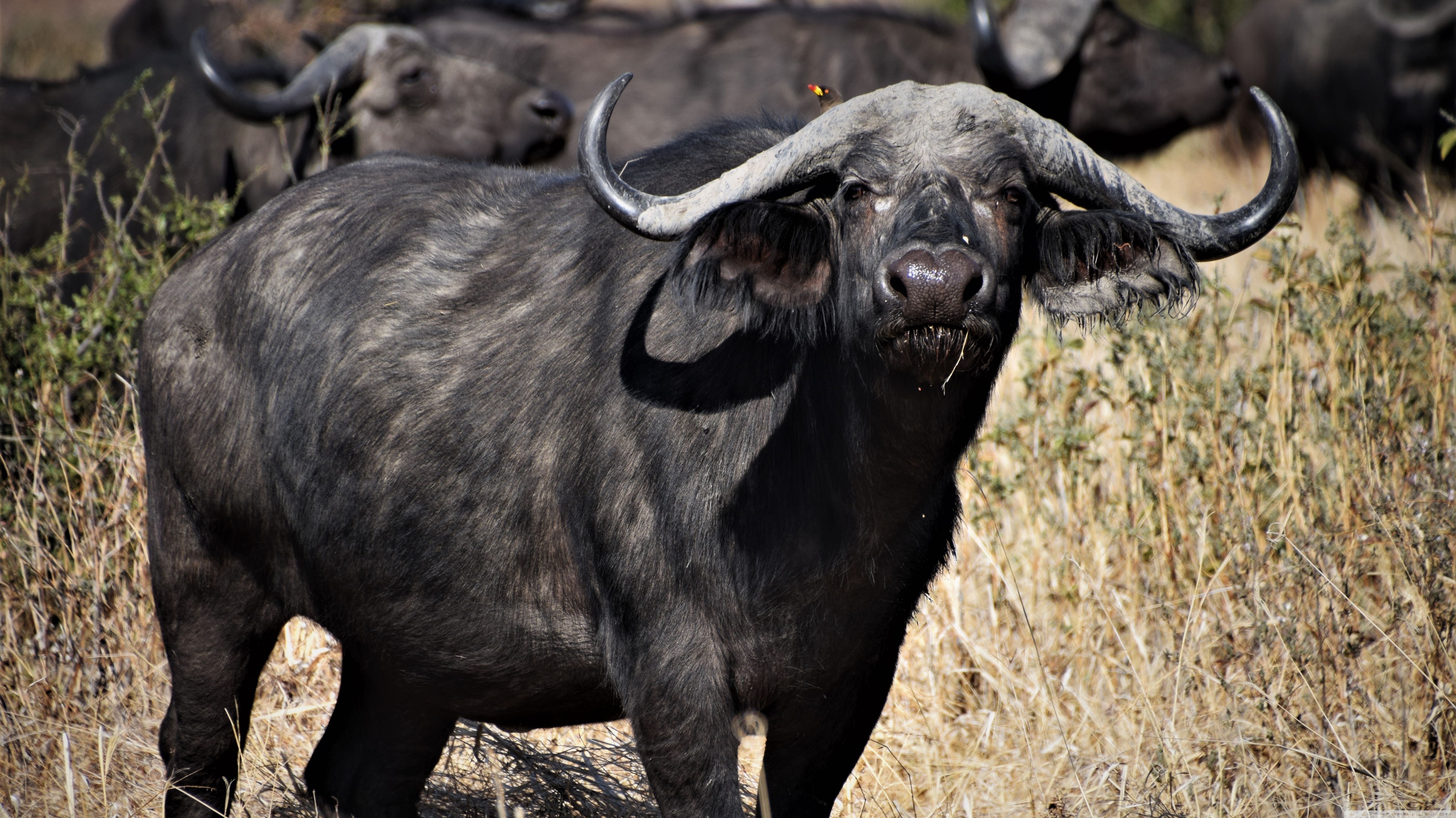 Cape Buffalo β African wildlife safari guide