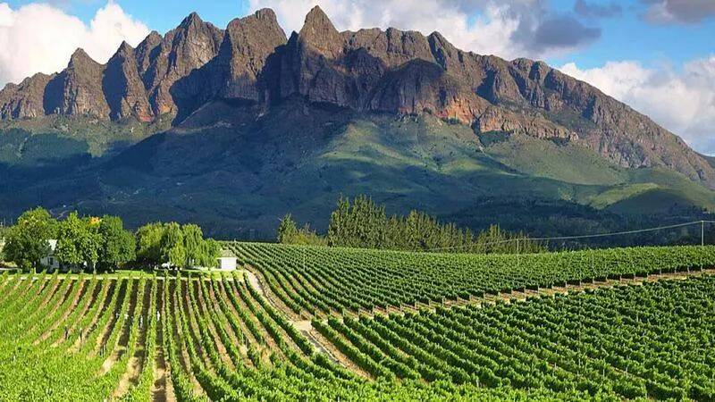 Cape Winelands