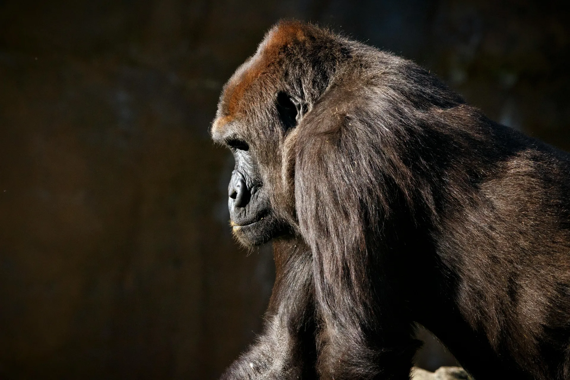 A Conservation Success Story