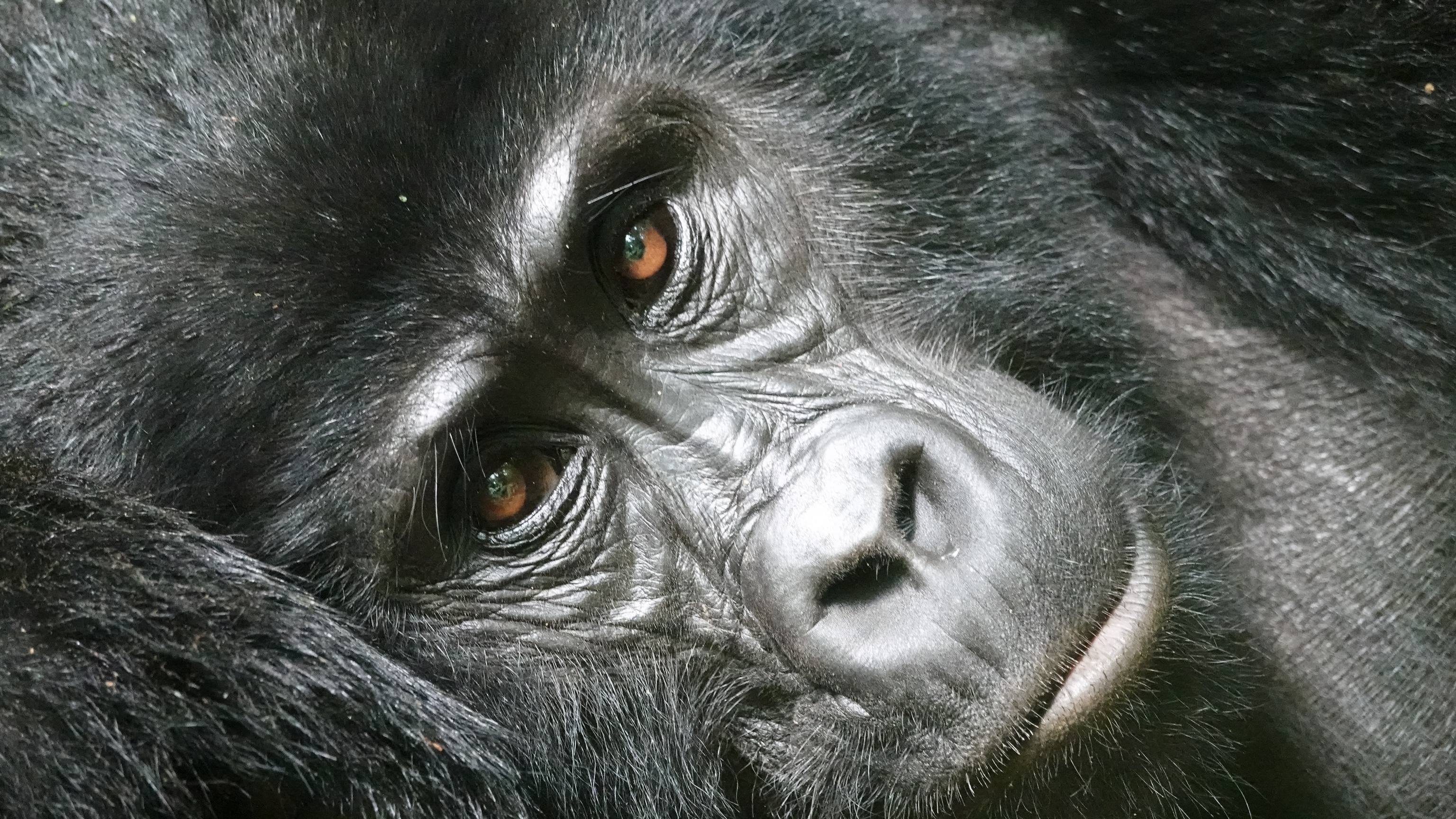 Mountain Gorilla Trekking - Volcanoes National Park