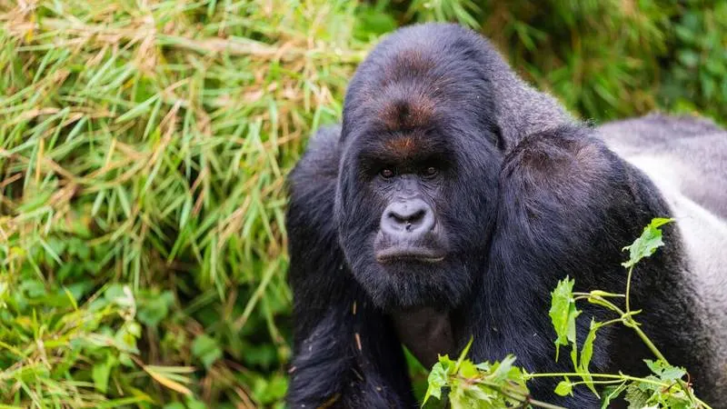 Gorilla Trekking