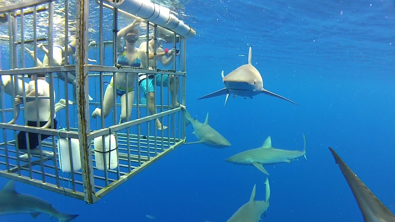 Great White Shark Cage Diving - Gansbaai, Western Cape