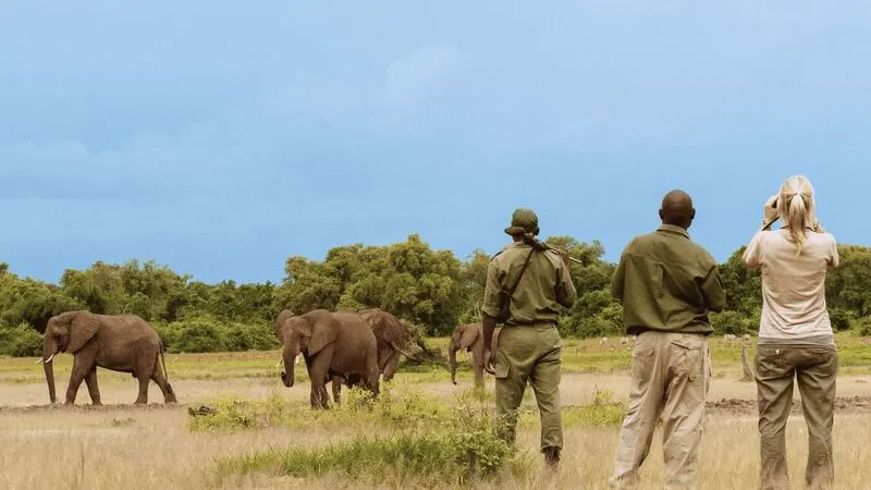 Walking Safari - South Luangwa National Park