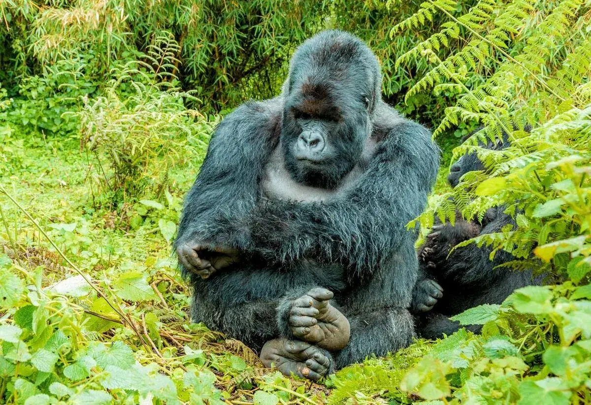 Rwanda & Mauritius honeymoon safari destination — Gorilla trek + beach
