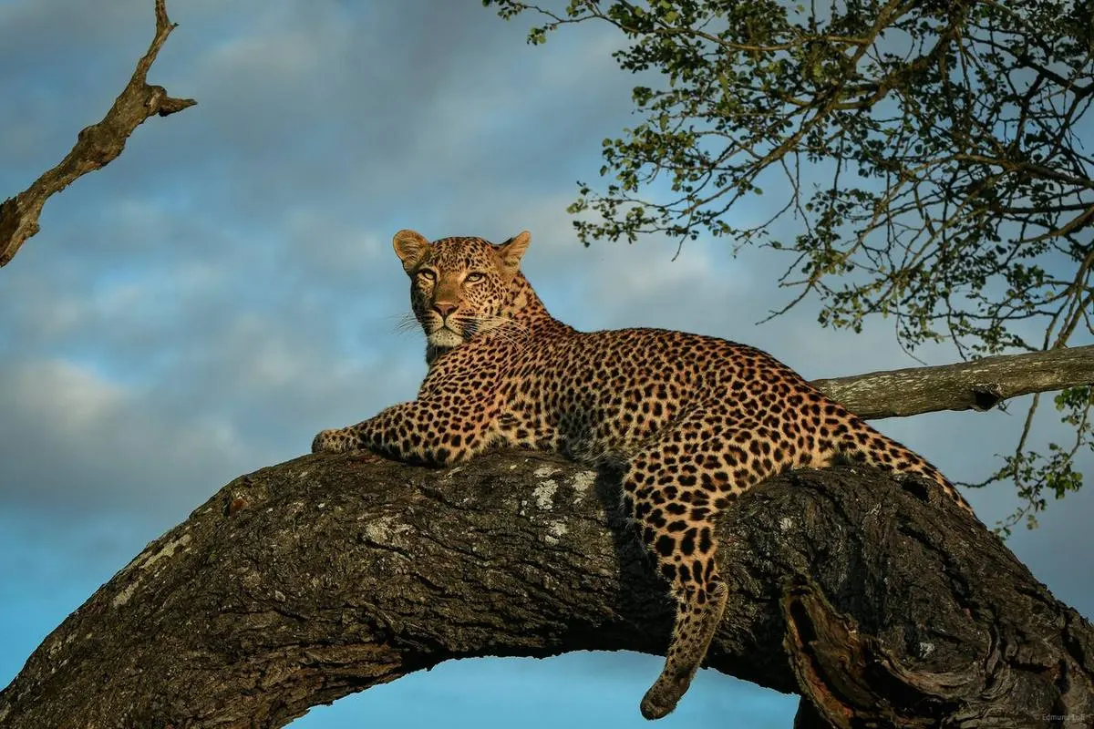 African leopard lounging in a tree at golden hour on a luxury honeymoon safari