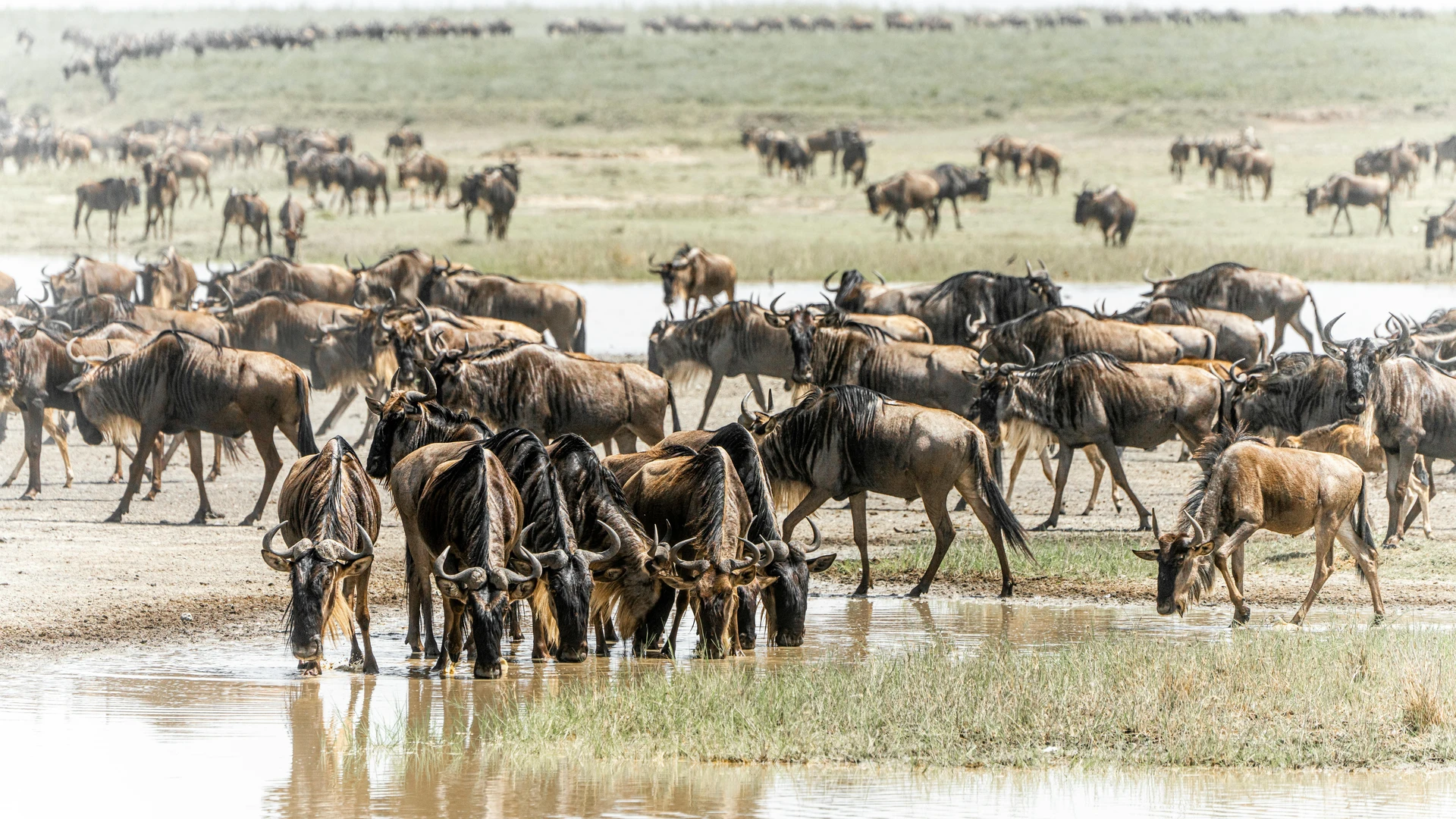 Serengeti Great Migration — wildebeest river crossing Tanzania safari
