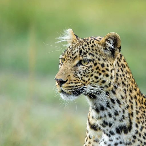 Ingwe — the African leopard