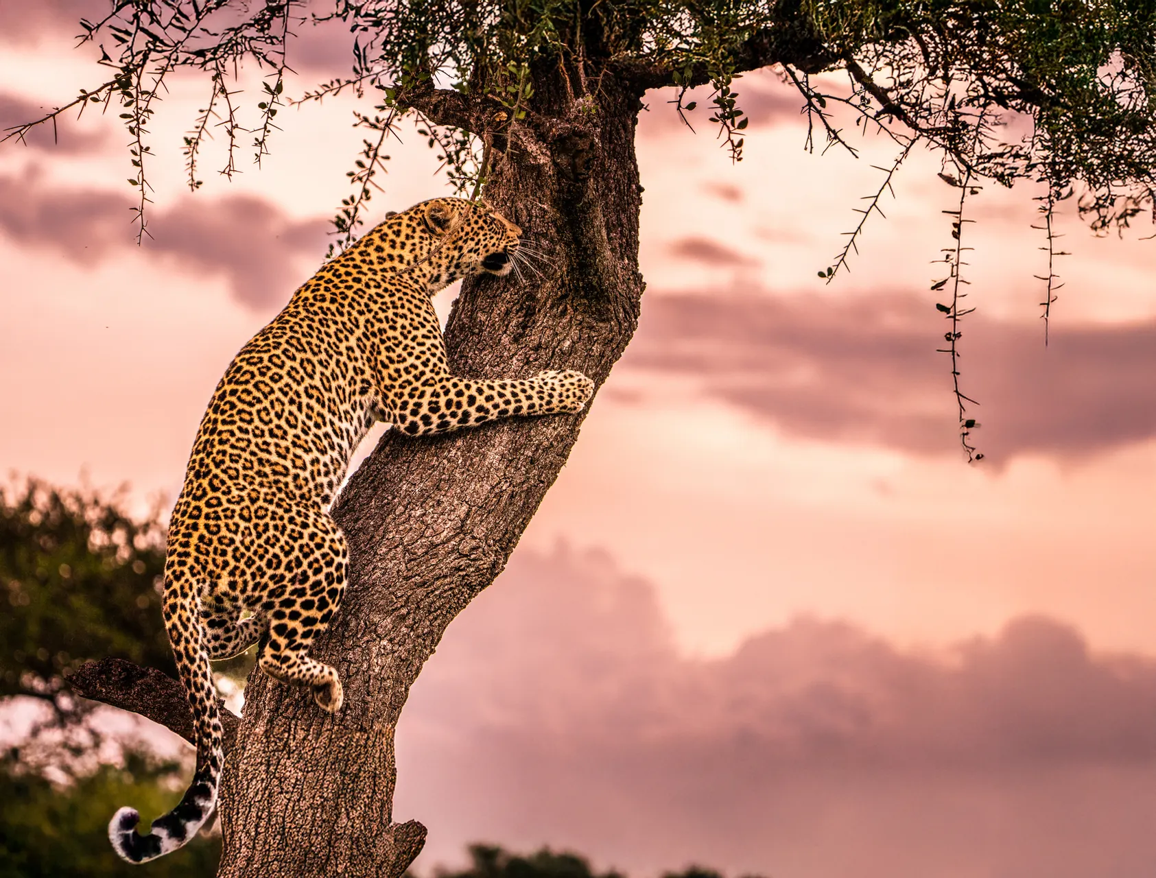 Africa's Best Private Reserves