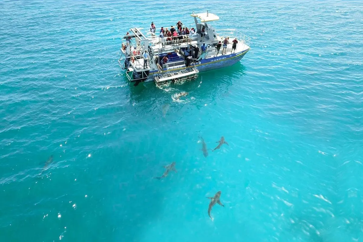 Marine Dynamics HQ — recommended safari lodge for Great White Shark viewing