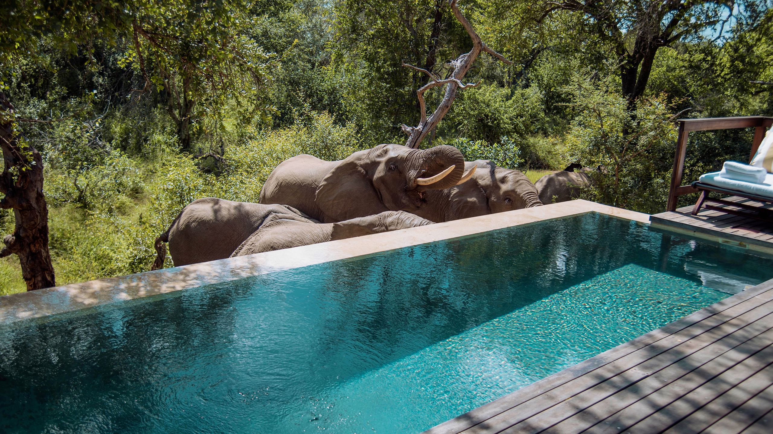 Royal Malewane — luxury safari accommodation