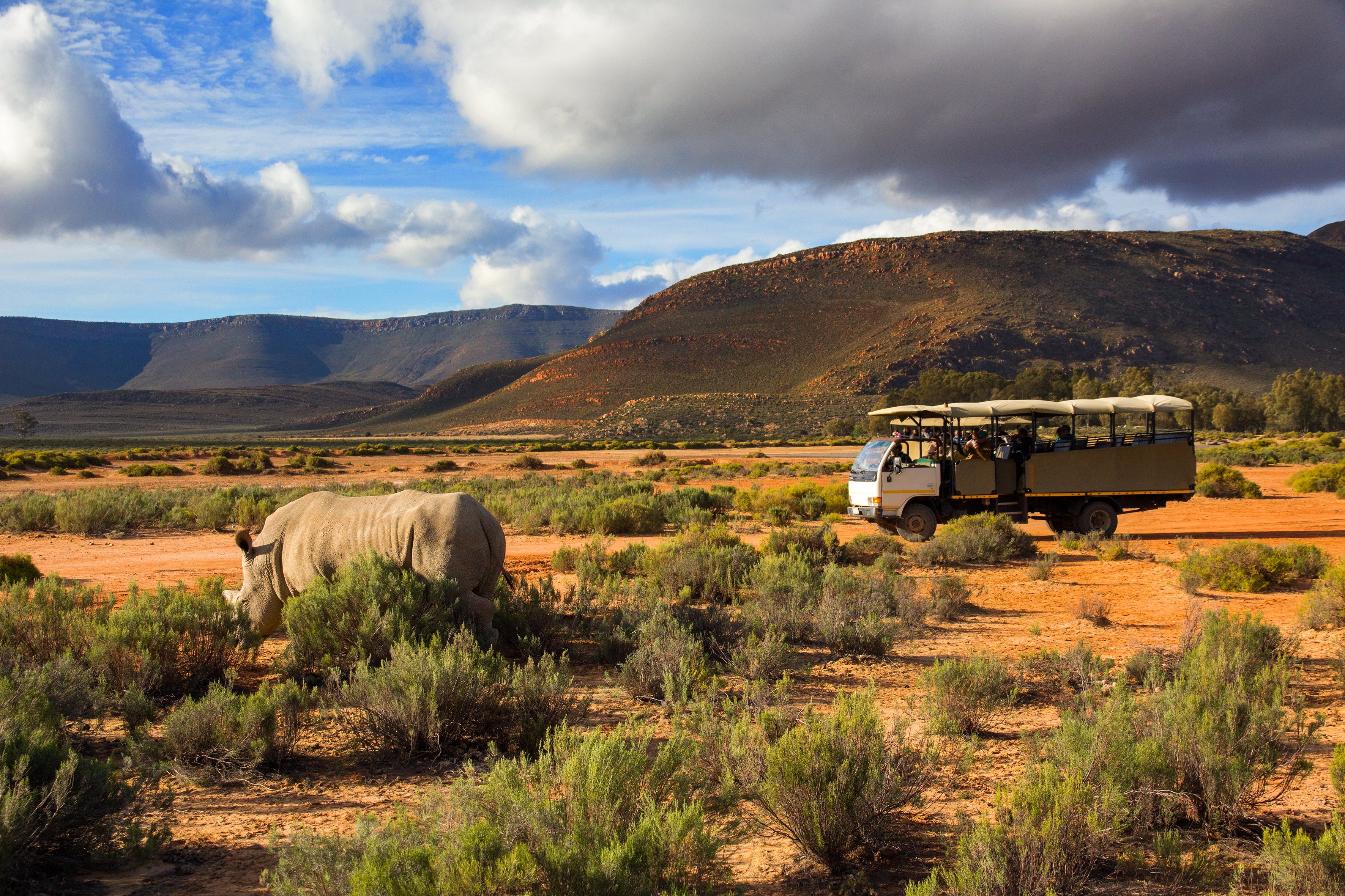 White Rhinoceros β African wildlife safari guide