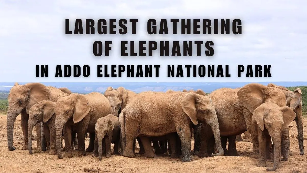 Addo Elephant National Park Full-Day Safari — Addo, Eastern Cape