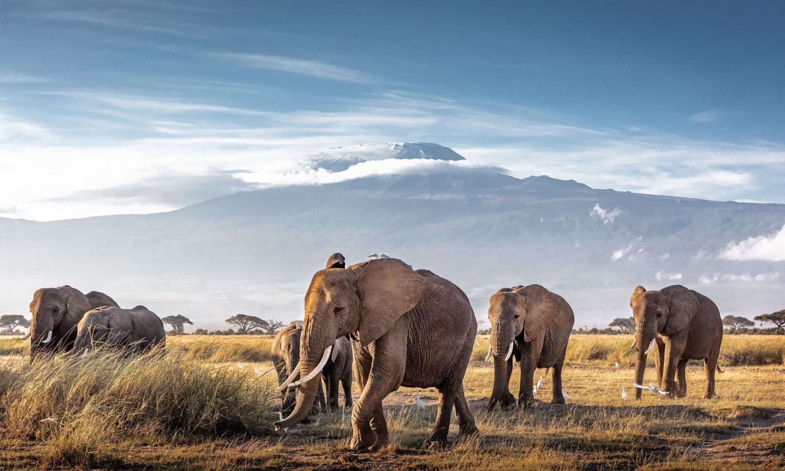 Amboseli Kilimanjaro Luxury Safari — Ngorongoro Crater safari package