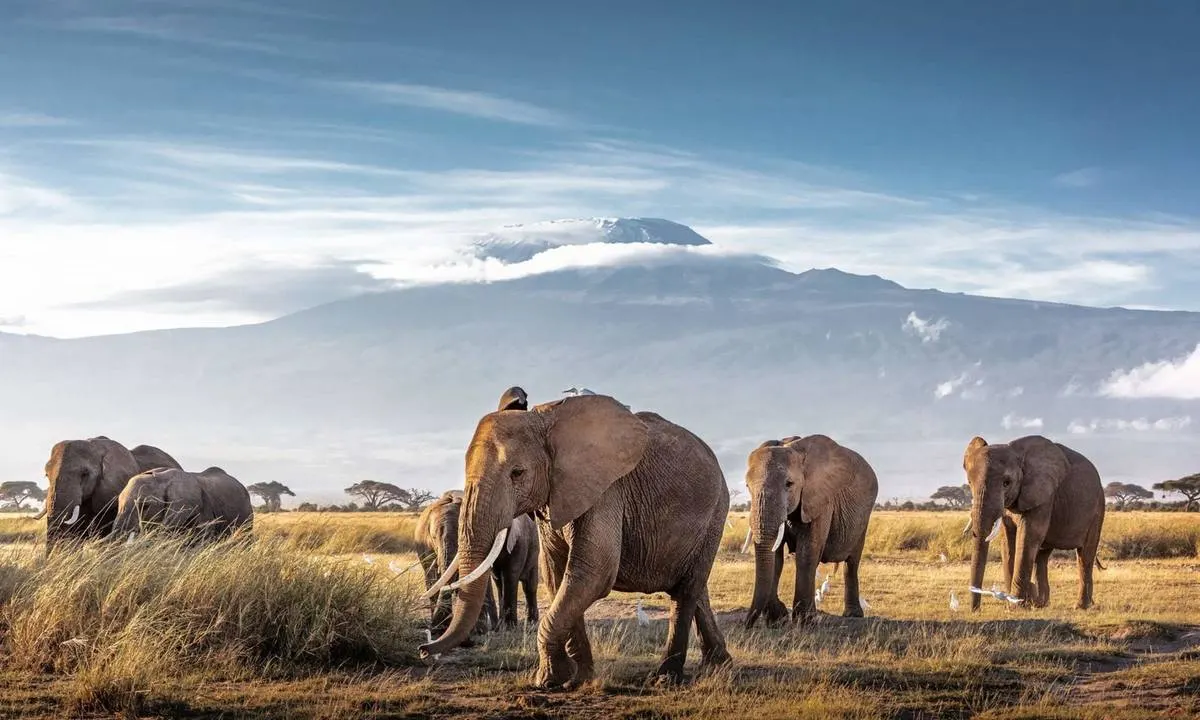 Amboseli Kilimanjaro Luxury Safari — Ngorongoro Crater safari package