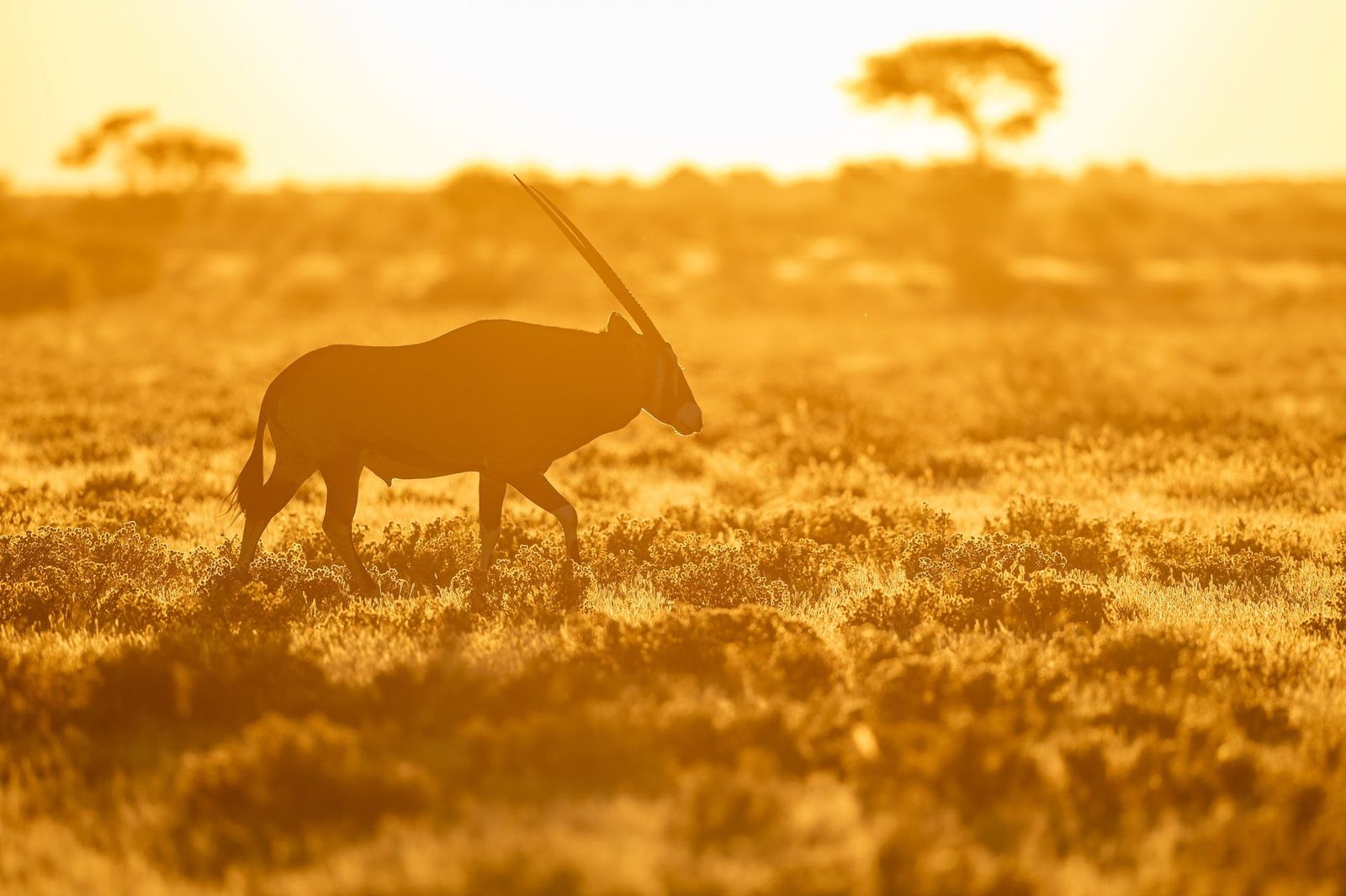 Central Kalahari Desert Experience — San Bushmen & Black-Maned Lions — Central Kalahari, Botswana