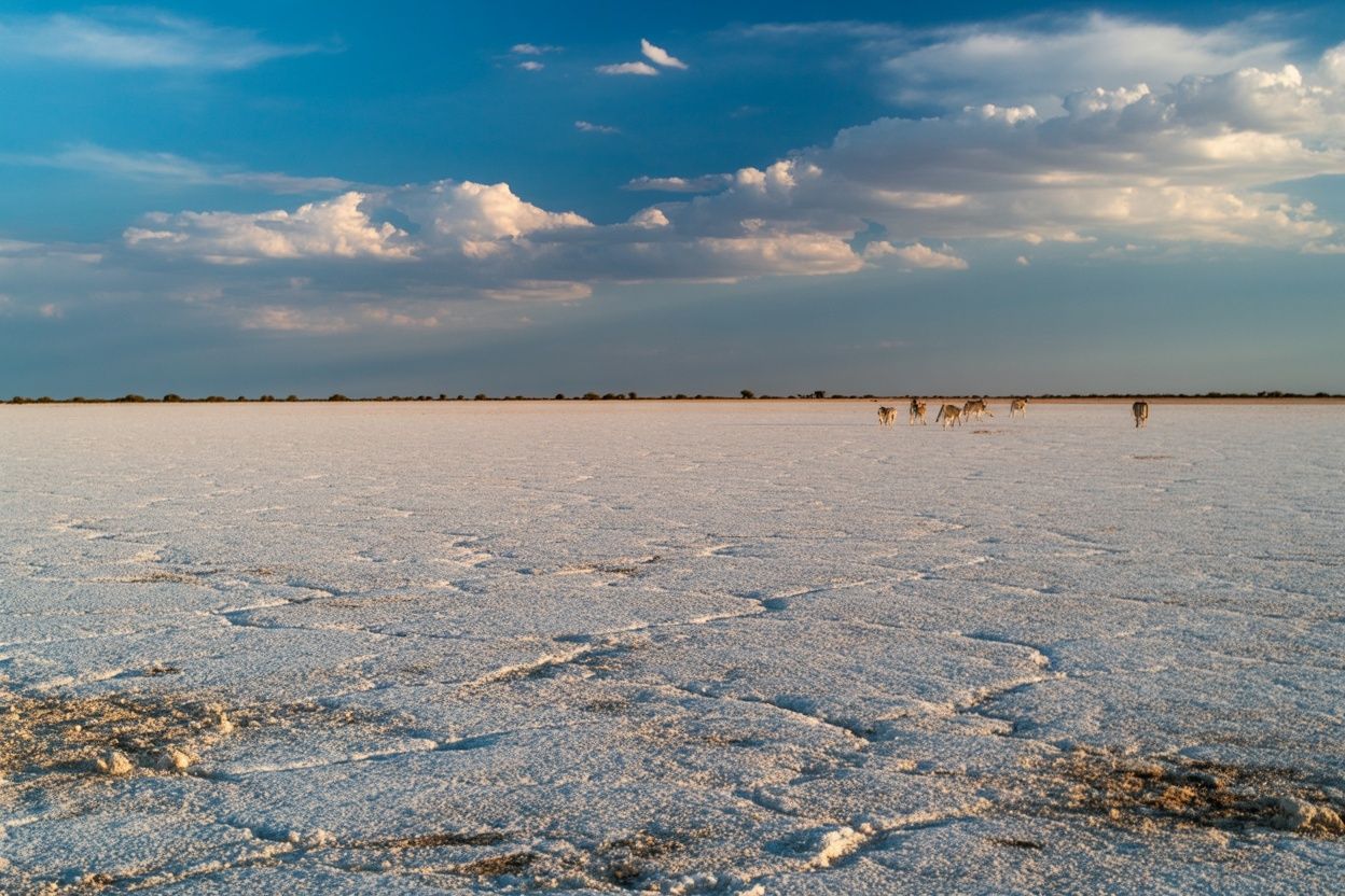 Makgadikgadi Salt Pans — Meerkats & Moonscapes — Makgadikgadi Pans, Botswana