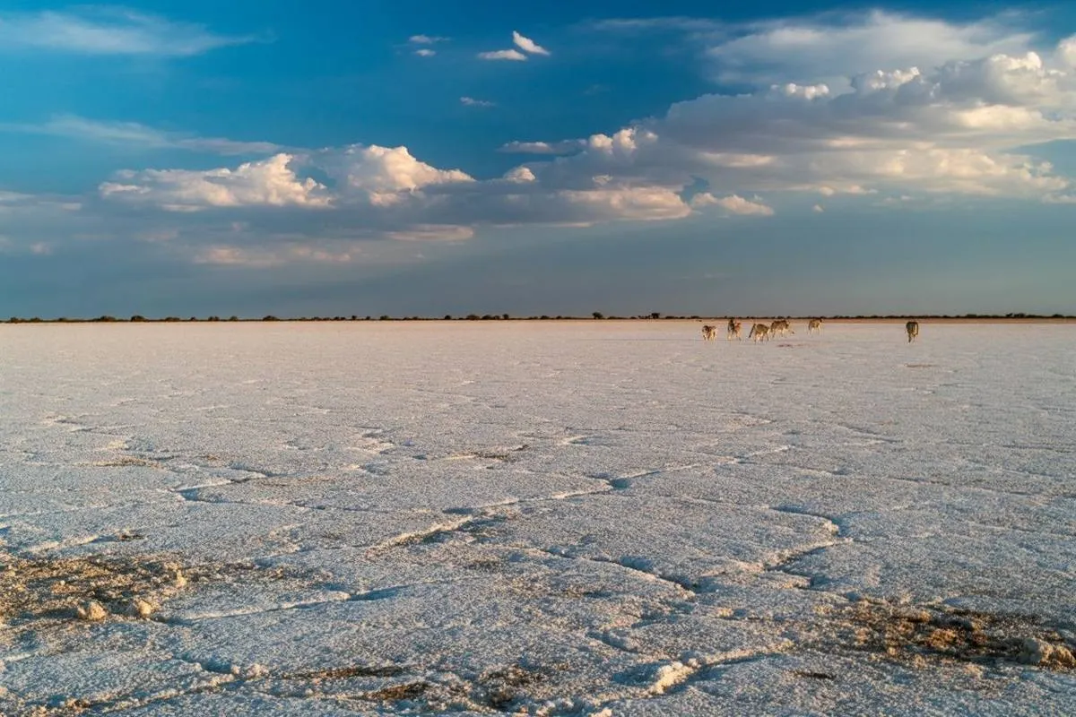 Makgadikgadi Salt Pans — Meerkats & Moonscapes — Makgadikgadi Pans, Botswana