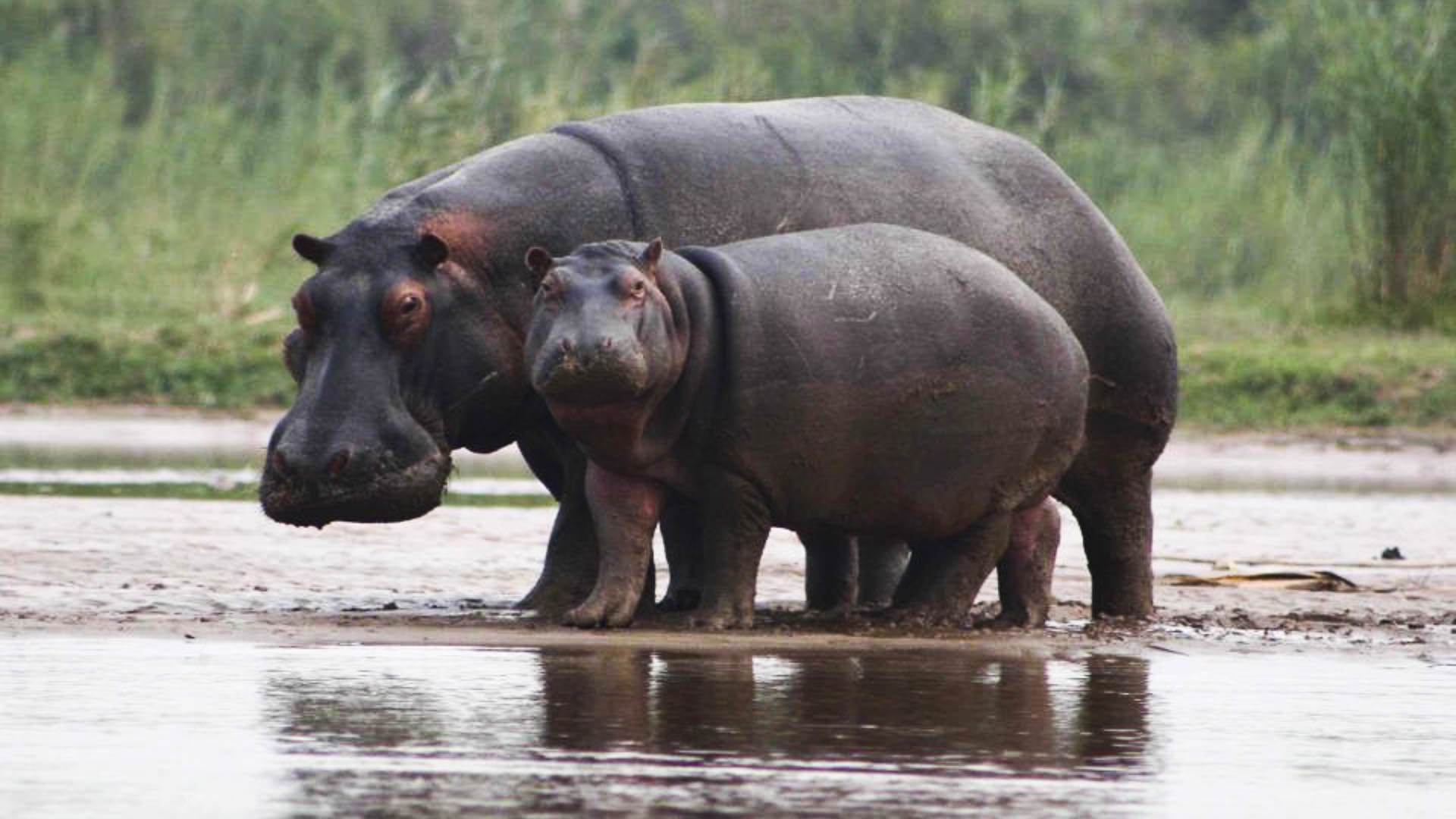 Rusizi National Park — Hippo & Crocodile Delta Safari — Rusizi NP, Burundi