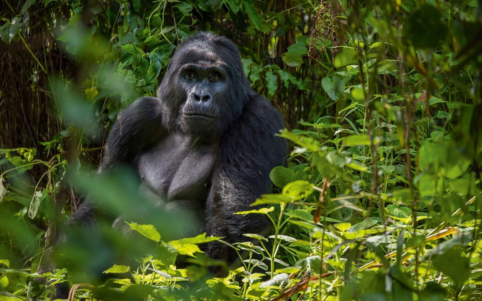 Bwindi Gorilla Express