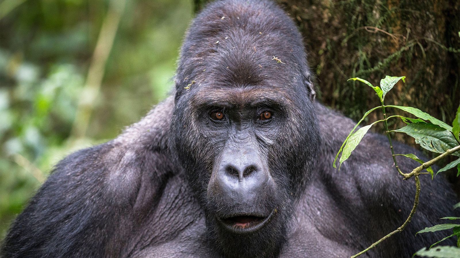Eastern Lowland Gorilla — Kahuzi-Biéga National Park — Kahuzi-Biéga NP, DRC