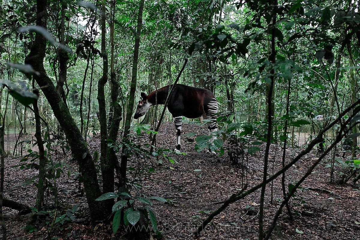 Okapi Wildlife Reserve — Congo's Forest Giraffe — Okapi Reserve, Ituri, DRC