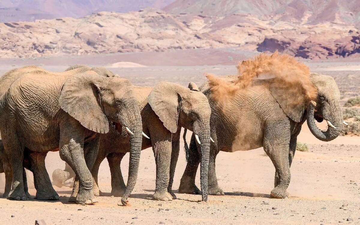 Damaraland Desert Elephants Safari — Mana Pools National Park safari package