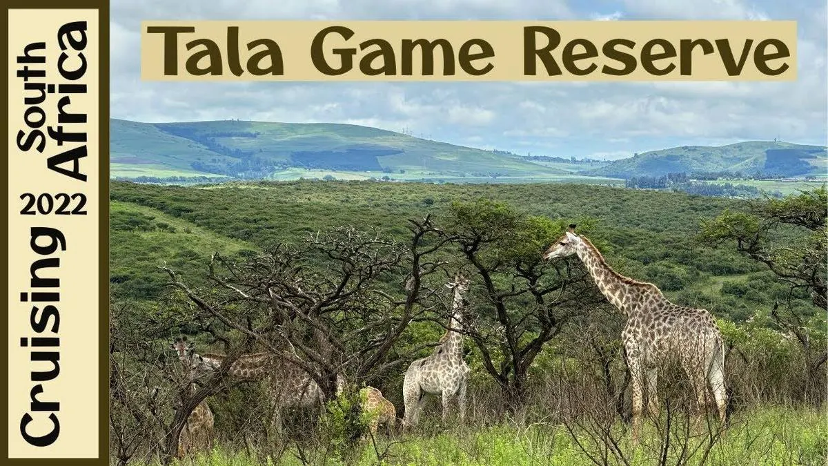 Tala Game Reserve Half-Day Safari — Durban