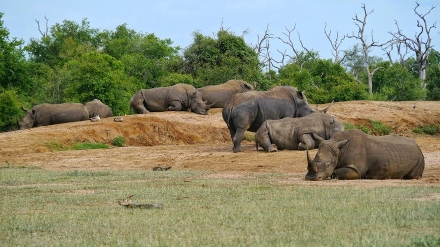 Hlane Royal National Park — Rhino & Elephant Safari — Hlane, Eswatini