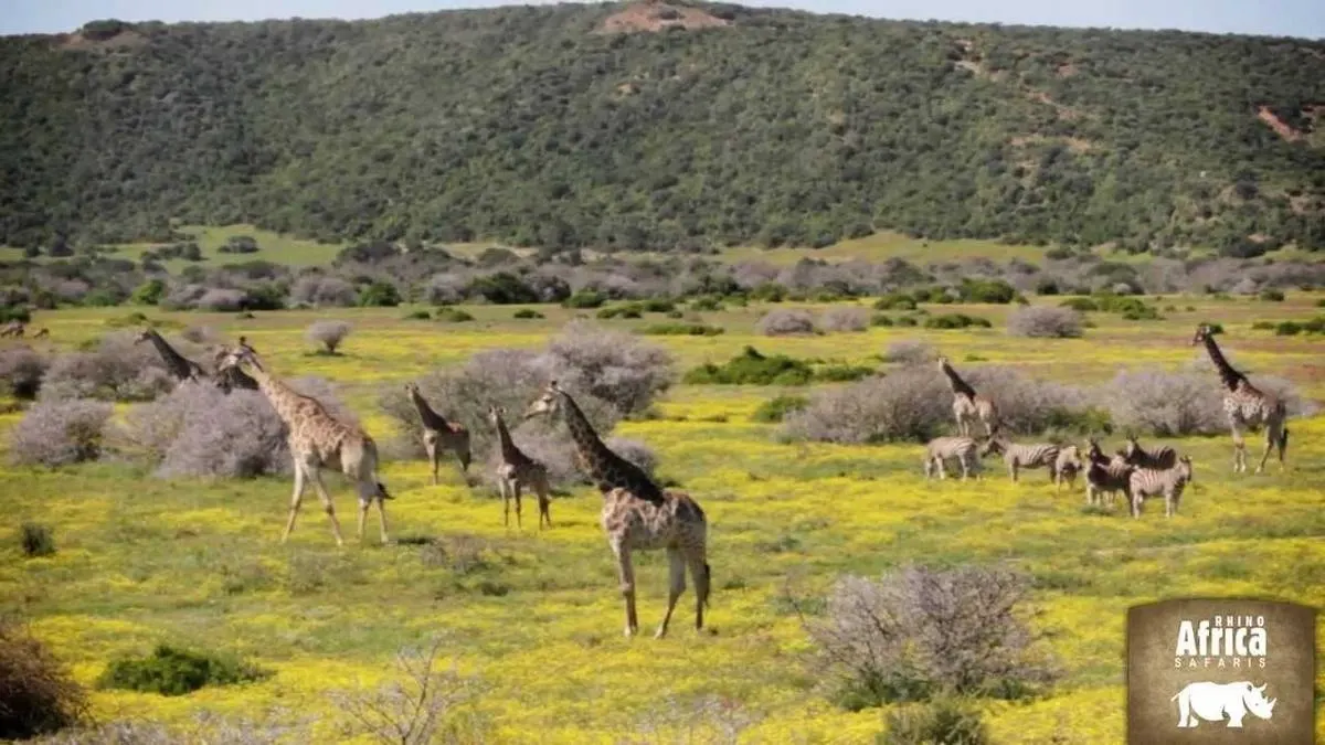 2-Day Garden Route Safari at a Private Game Lodge — Garden Route, Western Cape
