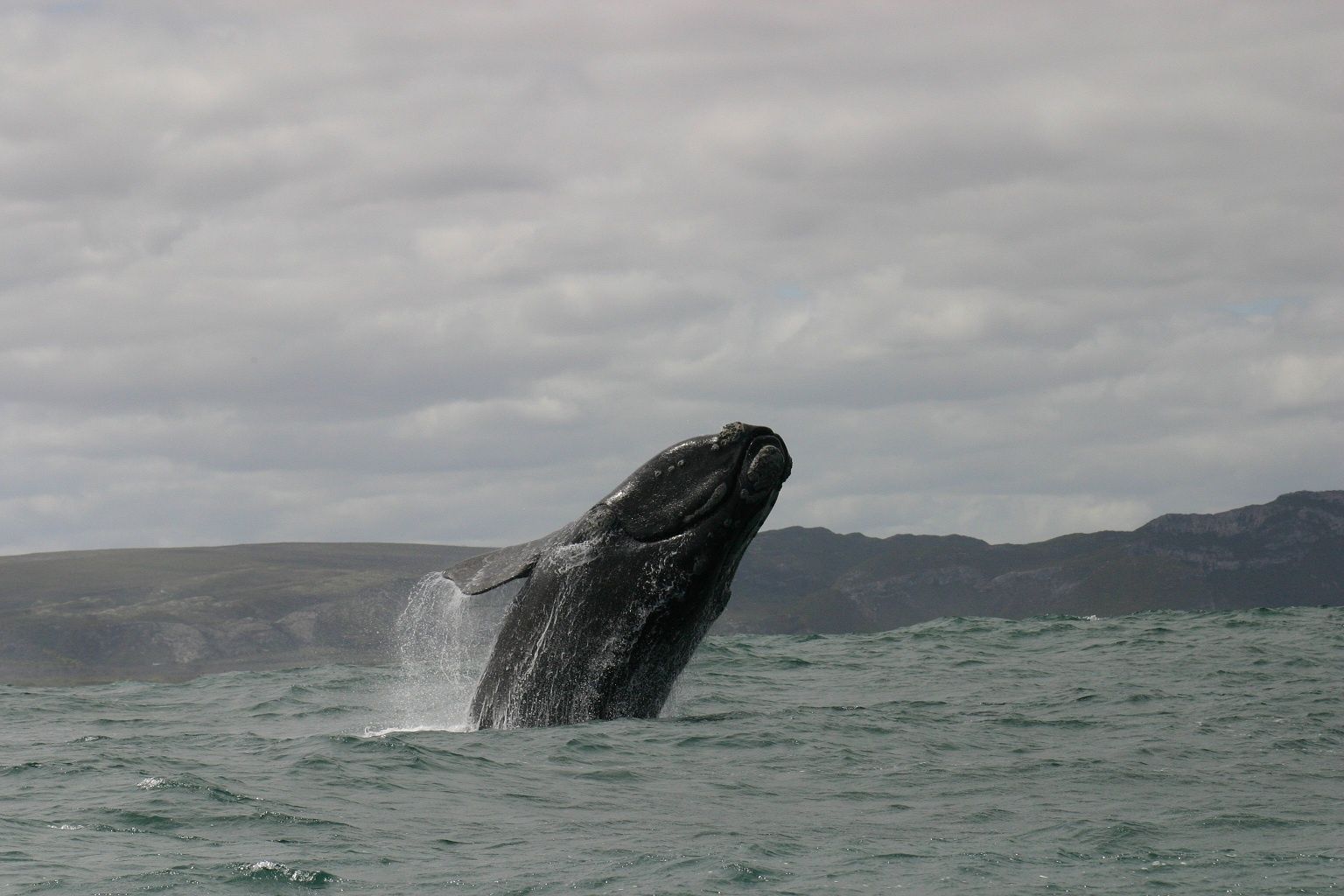 Garden Route Whale Watching — Hermanus & Walker Bay — Hermanus, Garden Route