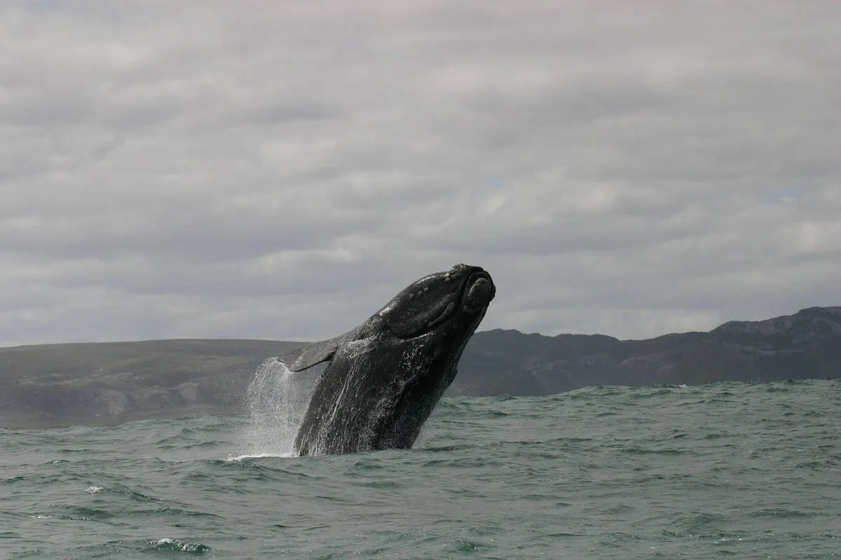 Garden Route Whale Watching — Hermanus & Walker Bay