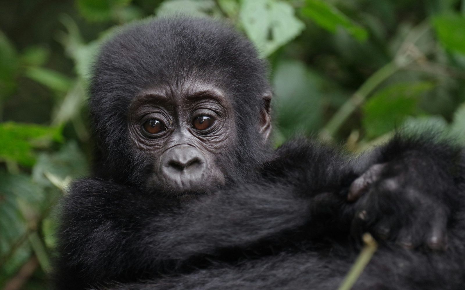 Gorilla Habituation Experience