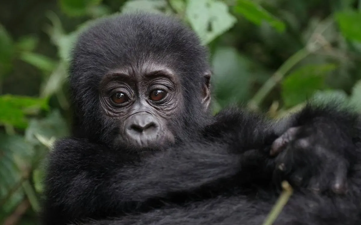 Gorilla Habituation Experience