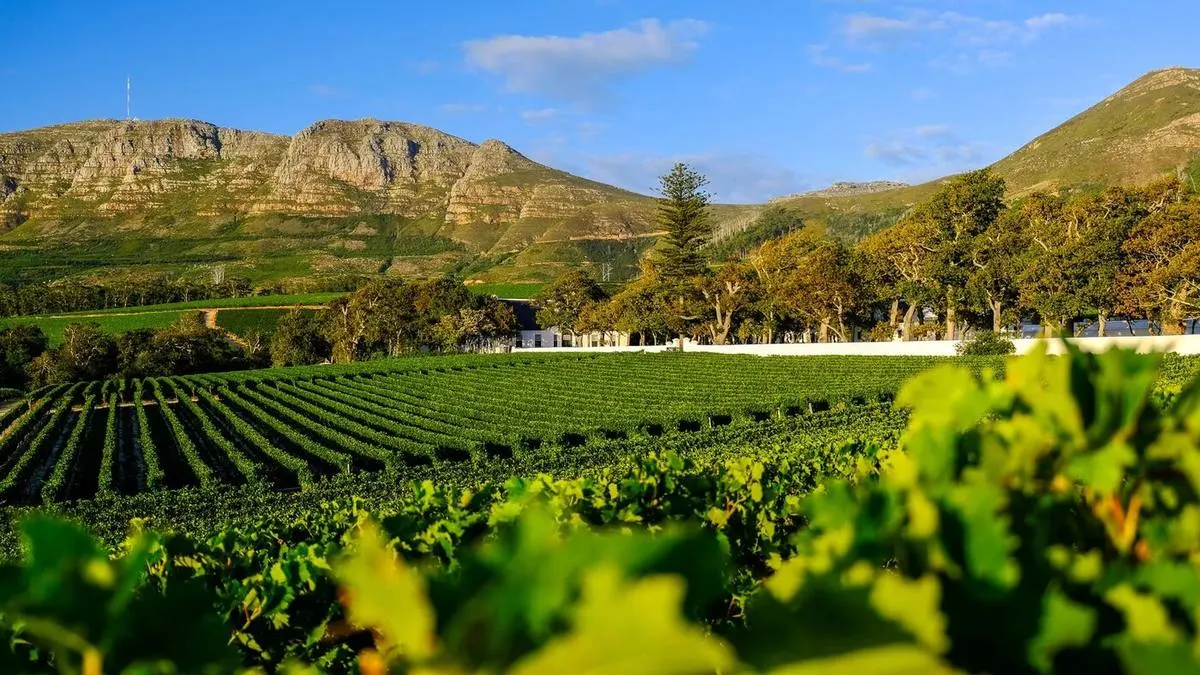 Cape Winelands 3-Region Wine Tour — 15 Wines, 3 Estates — Stellenbosch, Franschhoek & Paarl