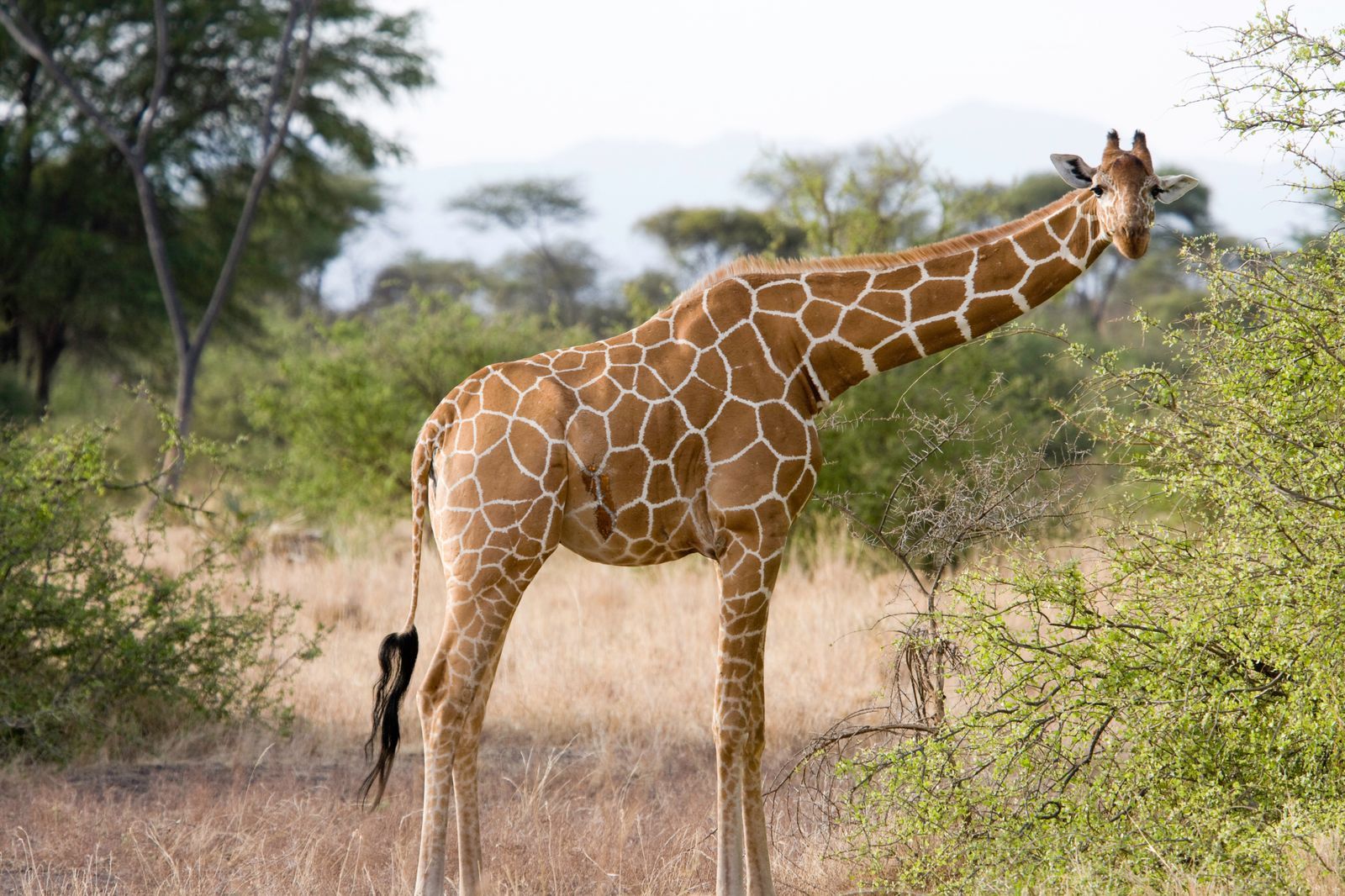 Samburu Special Five Safari — Rare & Unique Species — Samburu, Kenya