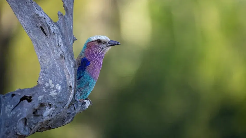 Kruger Birding & Photography Safari — Kruger National Park, Hazyview