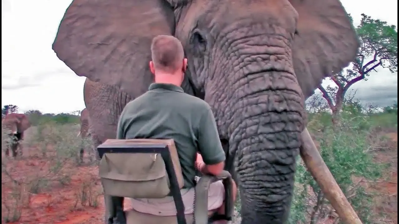 African Elephant — African wildlife safari guide
