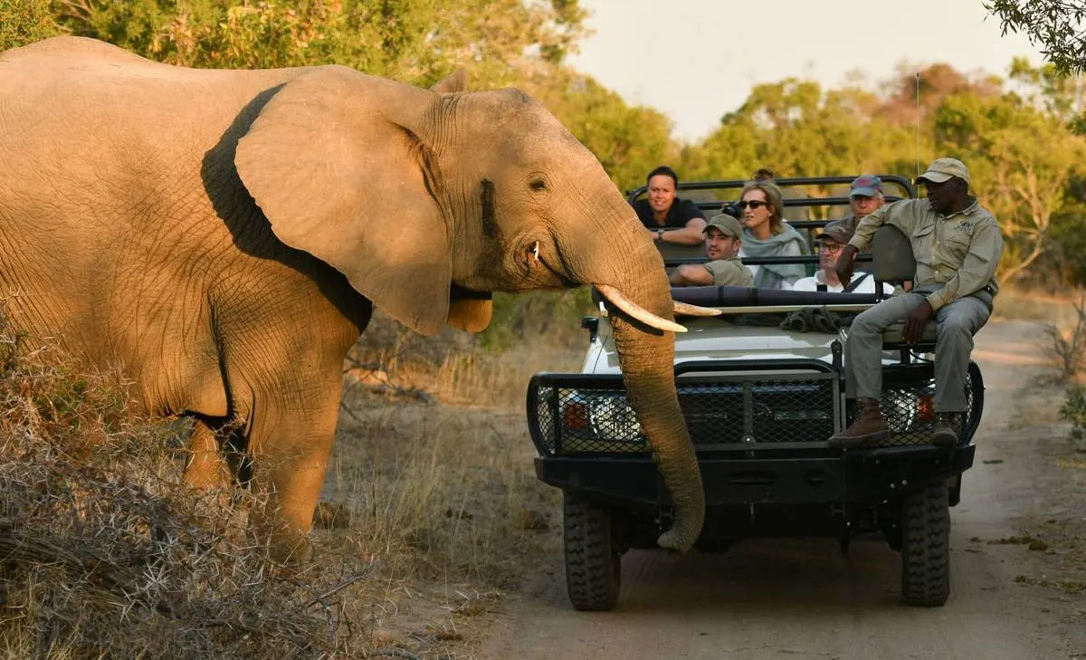 Kruger Family Safari — Big Five for All Ages — Kruger National Park, Hazyview